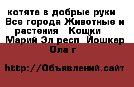 котята в добрые руки - Все города Животные и растения » Кошки   . Марий Эл респ.,Йошкар-Ола г.